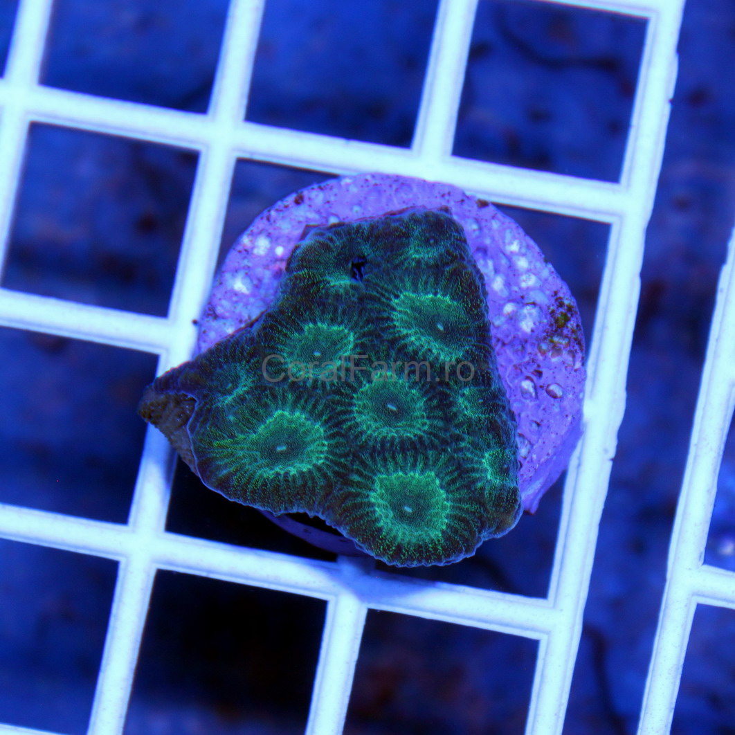 Brain Coral Pineapple (Favites spp.) green white - CoralFarm.ro