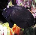 Peste Black Nox Angelfish (Centropyge Nox)