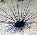 Arici Long Spine Urchin Diadema Setosum