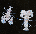 Crevete Harlequin Shrimp Hymenocera Picta