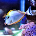 (Naso Elegans)