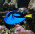 ​Blue Tang (Paracanthurus Hepatus) Regal Tang S