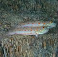 Diamond Watchman Goby (Puellaris Valenciennea)