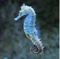 Seahorse ReidSeahorse Kuda - TANK BRED Hippocampus Kudai - TANK BRED Hippocampus Reidi