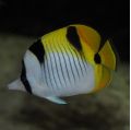 Peste Falcula Butterflyfish, True (Chaetodon falcula)