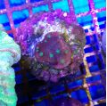 ​Chalice Alien Eye Coral  (Echinophyllia sp.)