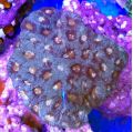 Goniastrea Coral - Aquacultured (Goniastrea sp.)