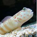 Pink Spotted Watchman Goby(Cryptocentrus Leptocephalus)