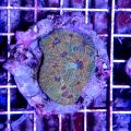 Acan Brain Coral (Acanthastrea Echinata)