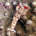 Tiger Snapping Shrimp (Alpheus Bellulus)
