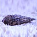 Cerith Snail (Cerithium sp.)