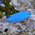 Blue Damselfish (Chrysiptera Cyanea)