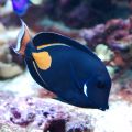 Pesti exotici de acvariu de apa sarata Achilles Tang