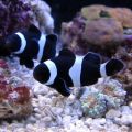 Black & White Ocellaris Clownfish (Amphiprion ocellaris var.)