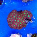 Blastomussa Coral (Blastomussa merletti)