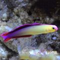 Firefish Purple (Nemateleotris Decora)