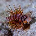 Dwarf/Zebra Lionfish