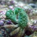 Emerald Crab (Mithraculus Sculptus) Mitrax