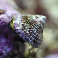 Banded Trochus Snail