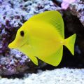 peste Yellow Tang - Hawaii (Zebrasoma Flavescens) S