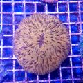 Plate Coral, Short Tentacle (Fungia Repanda)