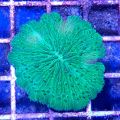 Plate Coral, Short Tentacle (Fungia Repanda)