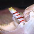 Amblyeleotris wheeleri (Wheeler's Watchman Goby)