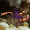 Banded Coral Shrimp (Stenopus Tenuirostris)