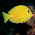 Blue Caribbean Tang (Acanthurus coeruleus) Juvenil
