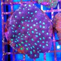 Brain Coral Pineapple (Favites spp.)