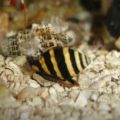 Melc Bumble Bee Snail (Engina sp.)