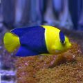 Bicolor Angelfish (Centropyge bicolor)