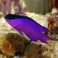 Peste Black Cap Basslet Gramma Melacara