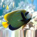 Peste Emperor Angelfish Pomacanthus Imperator