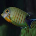 Peste Mimic Eibli Tang (Acanthurus Tristis)