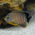 Peste Red Stripe Angelfish (Centropyge Eibli)