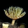 Vierme Feather Duster Yellow - Sabellastarte SPP