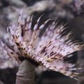 Vierme  Feather Duster - Sabellastarte Indian Ocean