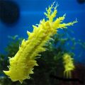 Sea Cucumber, Yellow (Colochirus Robustus)