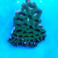 Brain Coral Pineapple (Favites spp.) Green White