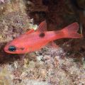 Peste Cardinal - Red - Apogon Pseudomaculatus