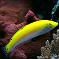 Peste Silver Belly Wrasse ( Halichoeres Trispilus)