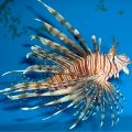Peste Volitan Lionfish, Colored (Pterois volitans)