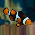 Peste Black Percula - Amphiprion Percula M