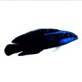 Springeri Dottyback (Pseudochromis springerii)
