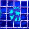 Blastomussa Coral (Blastomussa merletti)