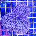 Hammer Coral Branched Euphyllia Ancora