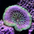 Anemona Carpet Anemone - Mini Maxi Stichodactyla tapetum