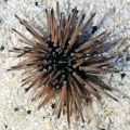 Arici Shortspine Urchin (Echinometra sp.)