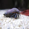 Blue Leg Hermit Crab (Clibanarius Tricolor)